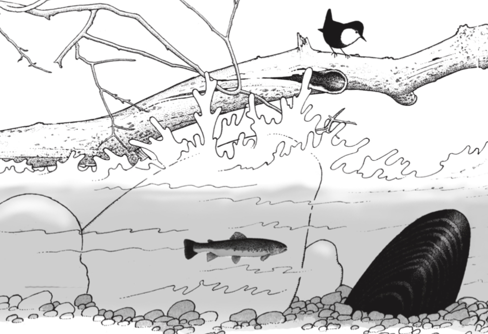 Nº 89: Las Náyades (Mejillón de Río) - Imagen 6