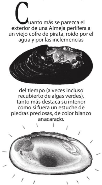 Nº 89: Las Náyades (Mejillón de Río) - Imagen 3
